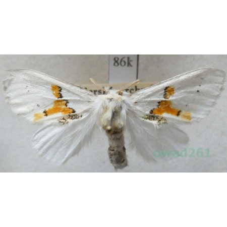 Leucodonta bicoloria (Denis & Schiffermüller, 1775) Białoząbka dwubarwica Czech86k